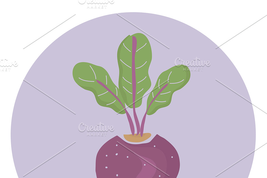 Illustration of a beet in Illustrations - product preview 8
