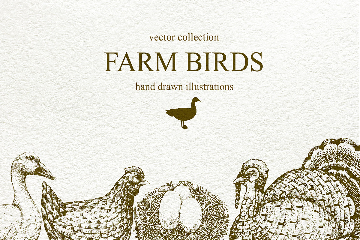 Farm Birds Vector collection in Illustrations - product preview 8