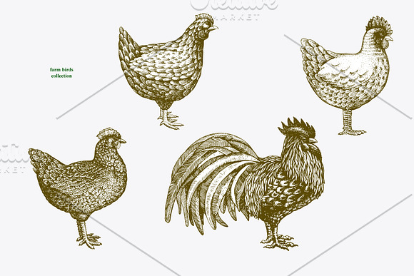 Farm Birds Vector collection in Illustrations - product preview 1