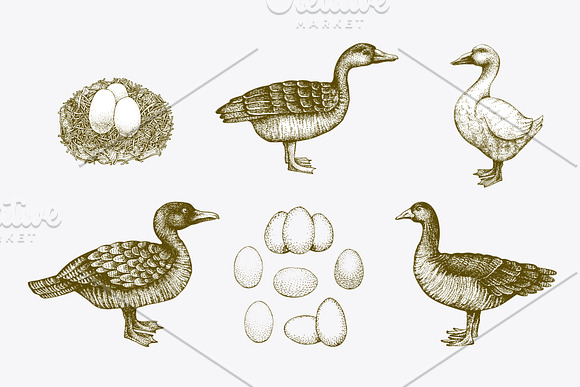 Farm Birds Vector collection in Illustrations - product preview 2
