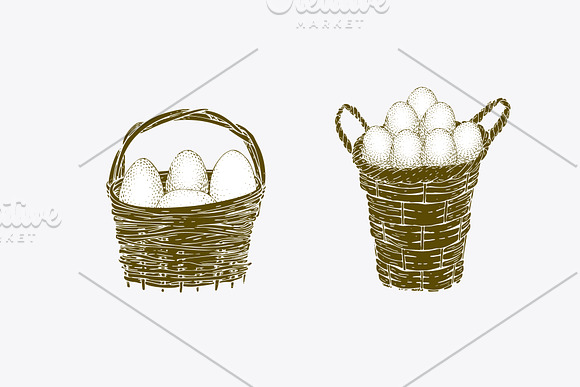Farm Birds Vector collection in Illustrations - product preview 3
