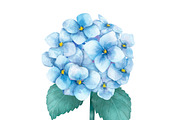 Illustration of Hydrangea flower