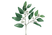 Illustration of Eucalyptus