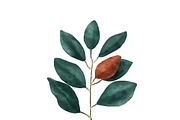 Illustration of Magnolia leaf