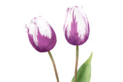 Illustration of Tulip flower