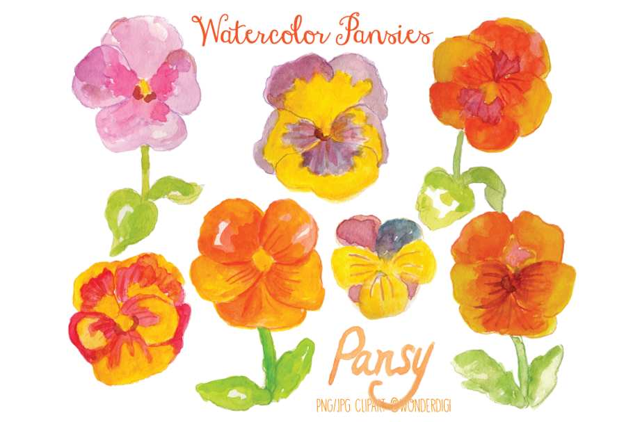 Watercolor Pansies in Illustrations - product preview 8