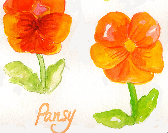 Watercolor Pansies in Illustrations - product preview 2