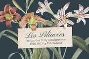 Les liliacees Flowers