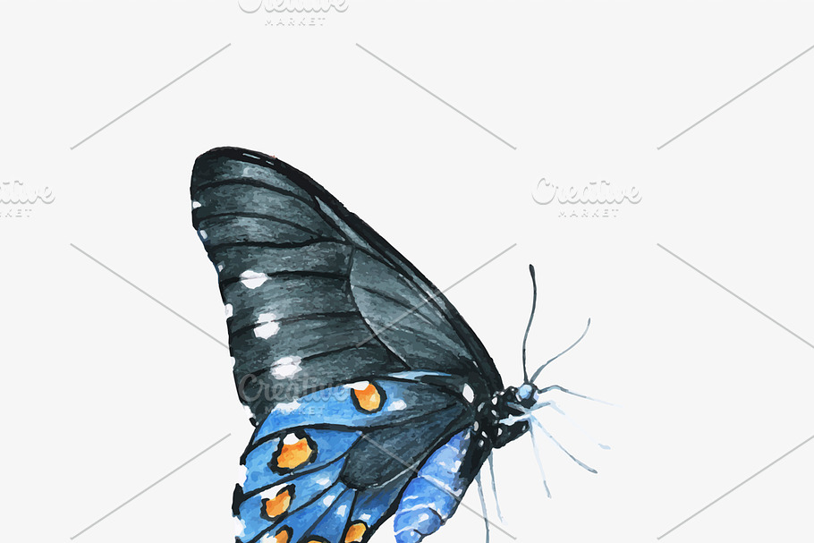 Illustration of butterfly
