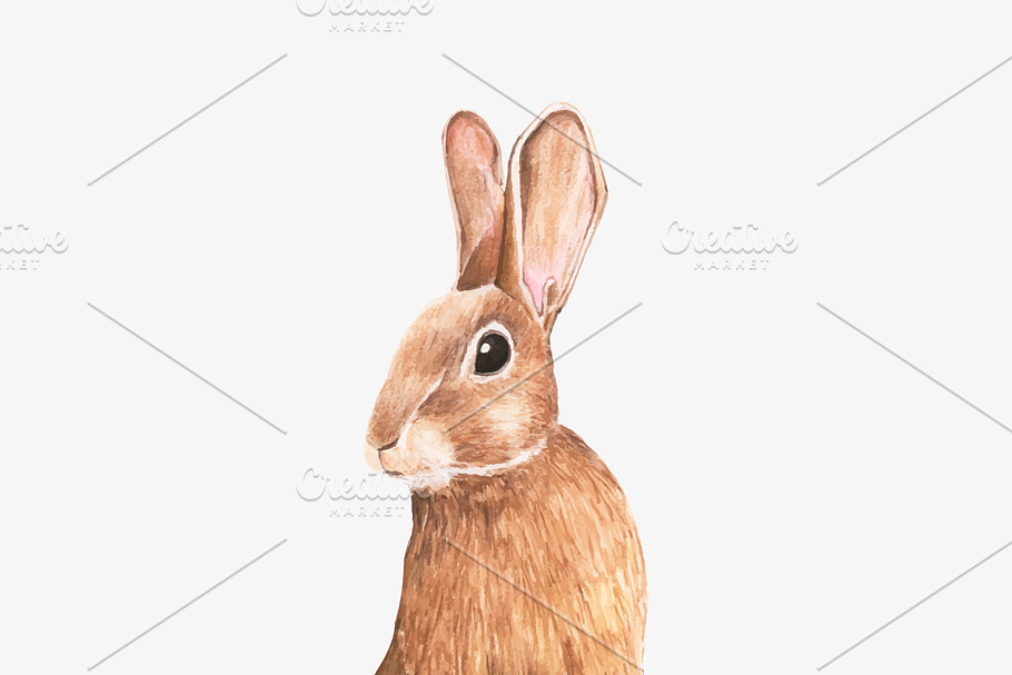 Illustration of rabbit