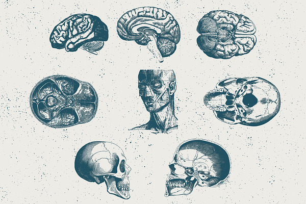 96 Anatomy Vector Illustrations