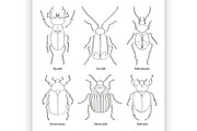Set of beetle illustrations
