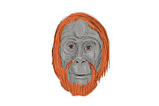 Unflanged Male Orangutan Drawing