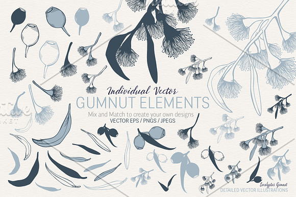 Hand Drawn Gumnut Flower Collection in Illustrations - product preview 6