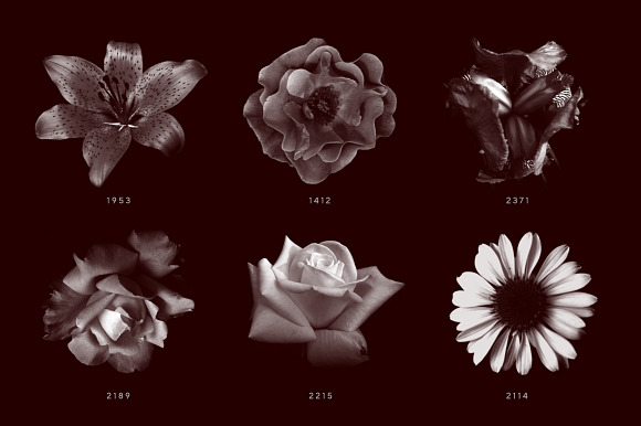 Vintage Flower Brushes in Photoshop Brushes - product preview 9