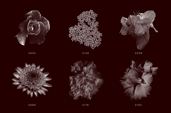 Vintage Flower Brushes in Photoshop Brushes - product preview 10