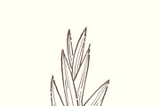 Illustration of plant
