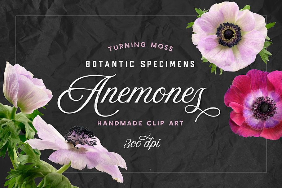 Anemone Flower ClipArt - Specimens