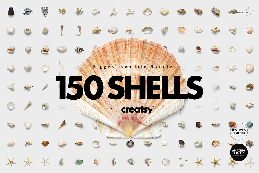 150 Shells Bundle (isolated objects)