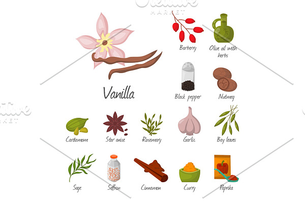 Spices condiments and seasoning food herbs decorative healthy organic relish flavouring vegetable vector illustration.