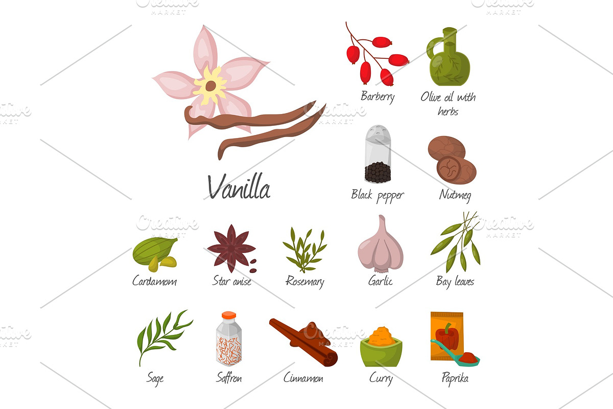 Spices condiments and seasoning food herbs decorative healthy organic relish flavouring vegetable vector illustration. in Objects - product preview 8