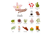 Spices condiments and seasoning food herbs decorative healthy organic relish flavouring vegetable vector illustration.