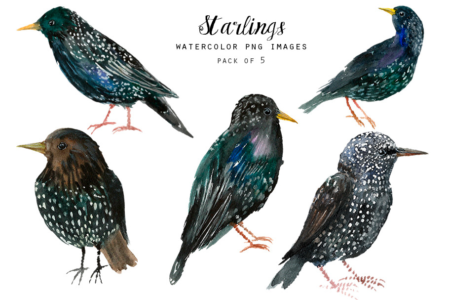 Watercolor birds clipart - Starlings