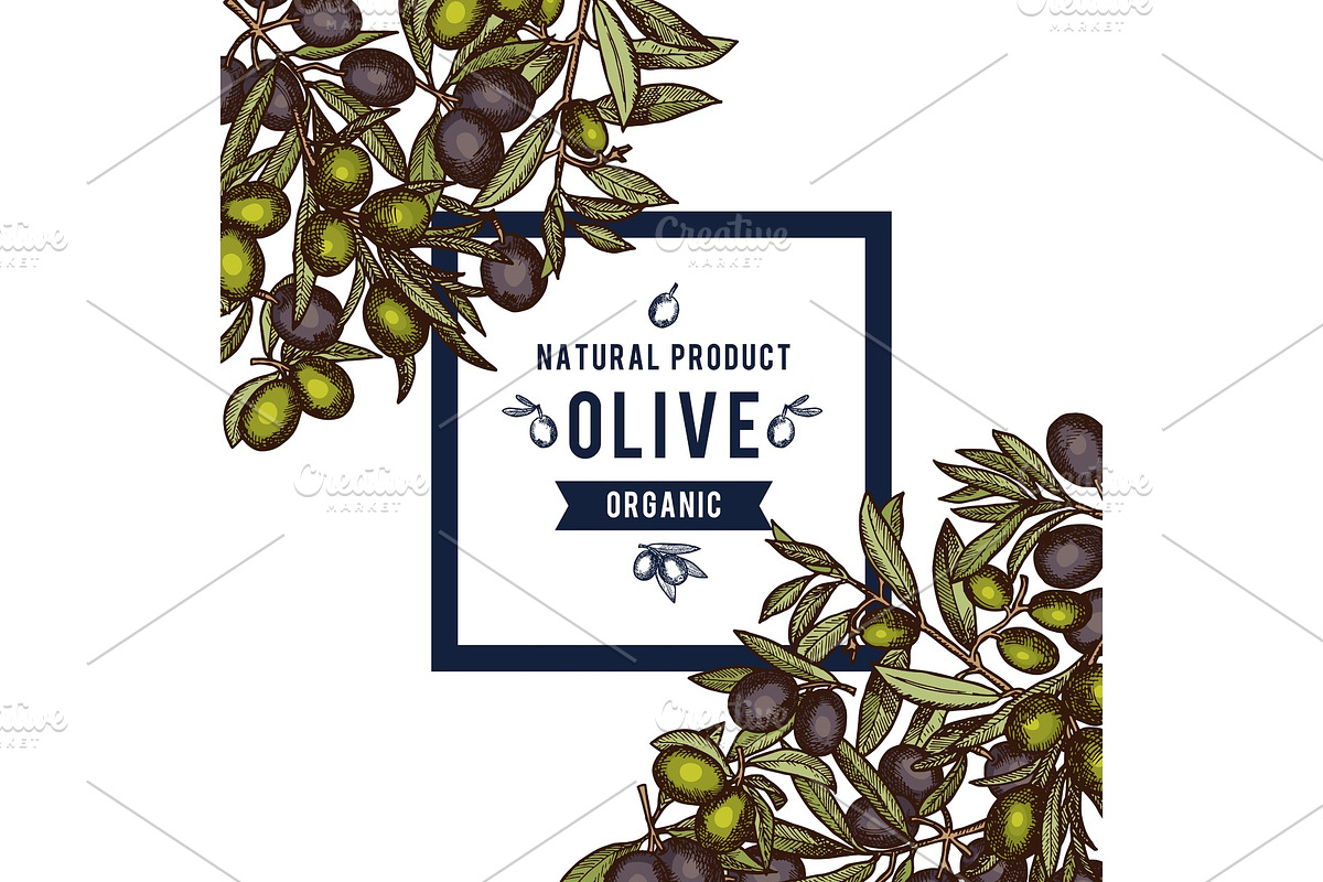 Vector frame with place for text anf hand drawn colored olive branches in corners background in Graphics - product preview 8