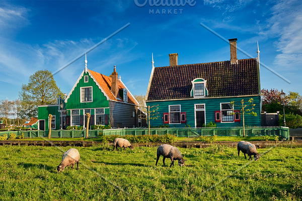 Sheeps grazing near farm houses in the museum village of Zaanse 