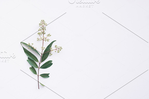 Eucalyptus Greenery Stock Bundle in Graphics - product preview 4