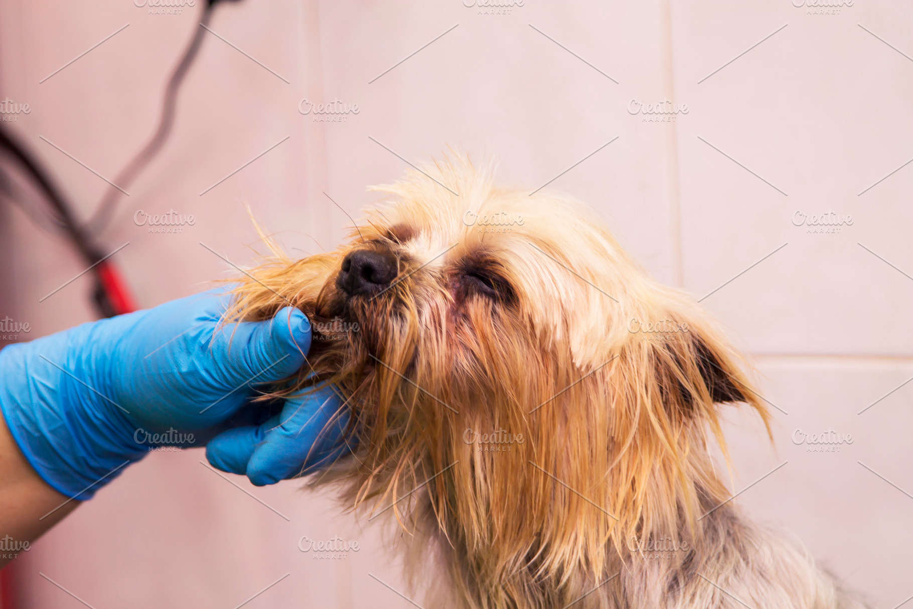 Dog At The Dog Hairdresser Cutting High Quality Animal Stock
