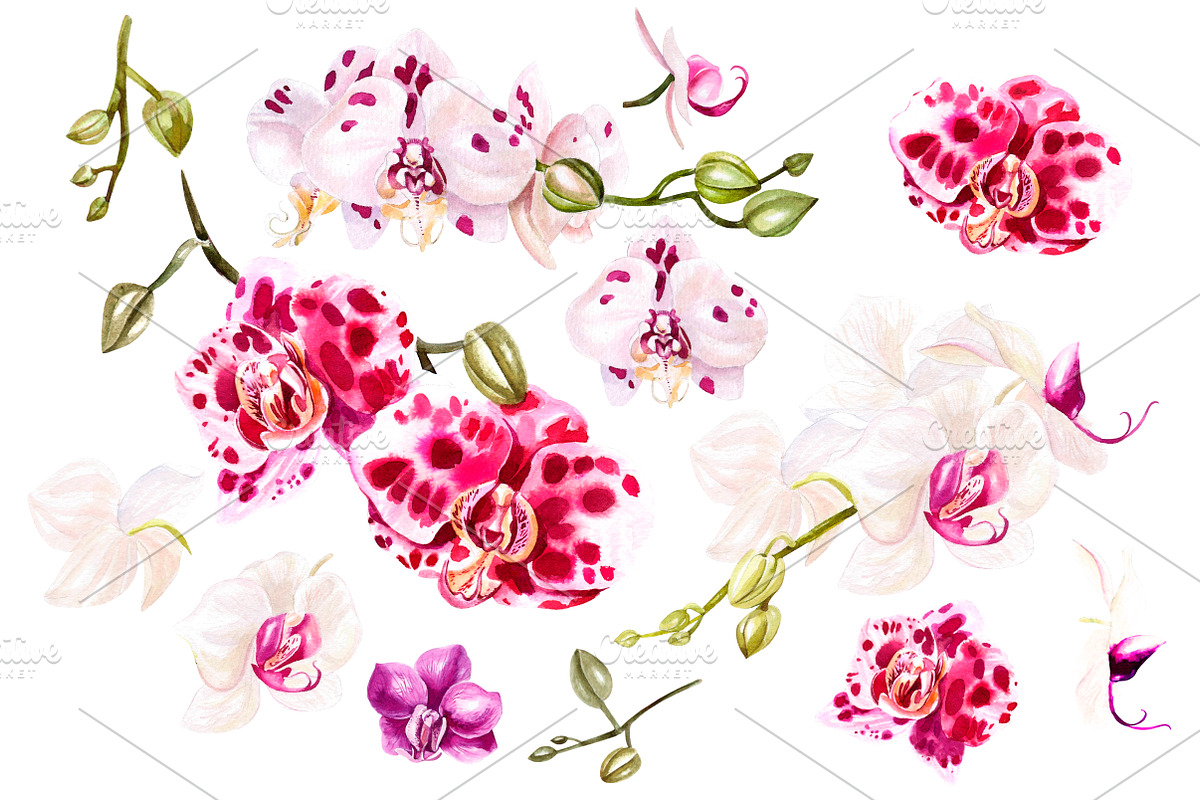 Hand Drawn Watercolor Orchids 2 in Objects - product preview 8