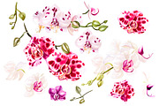 Hand Drawn Watercolor Orchids 2