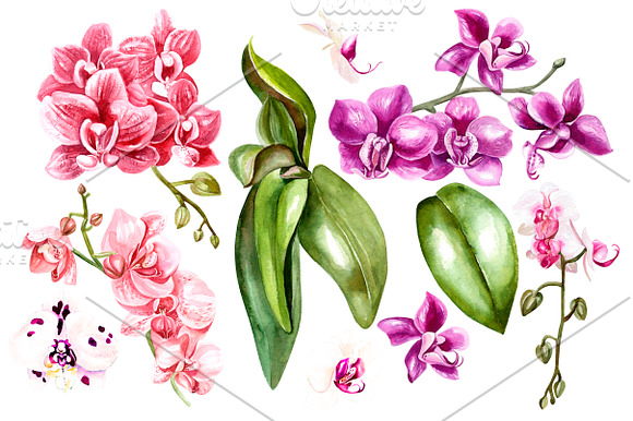 Hand Drawn Watercolor Orchids 2 in Objects - product preview 1