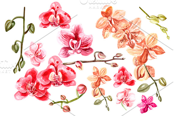 Hand Drawn Watercolor Orchids 2 in Objects - product preview 2