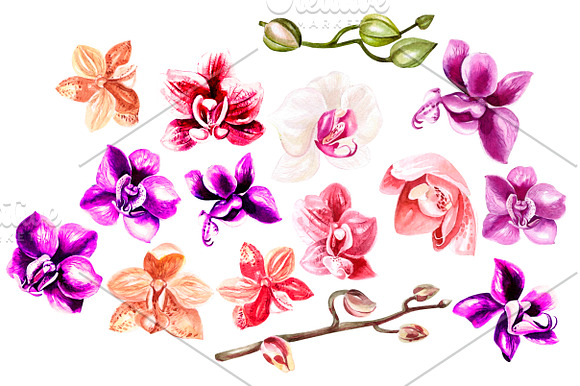 Hand Drawn Watercolor Orchids 2 in Objects - product preview 3