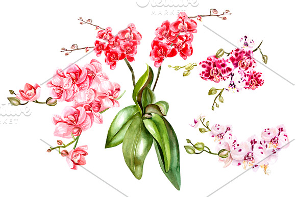 Hand Drawn Watercolor Orchids 2 in Objects - product preview 5