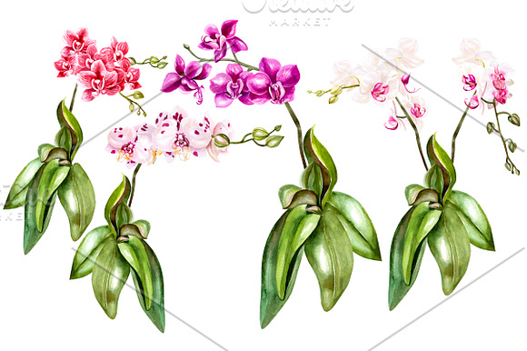 Hand Drawn Watercolor Orchids 2 in Objects - product preview 6