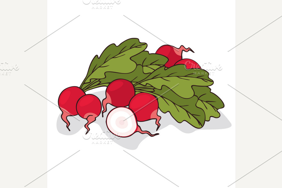 Isolate ripe radish root vegetable in Illustrations - product preview 8