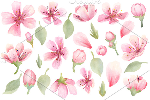 Cherry Blossom Watercolor in Illustrations - product preview 1