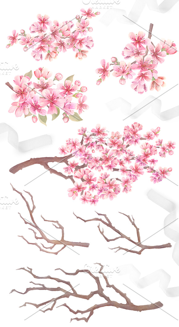 Cherry Blossom Watercolor in Illustrations - product preview 2