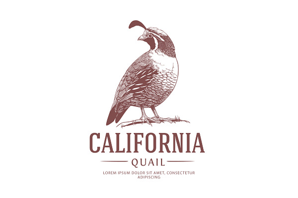 California State Bird Logo