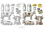 Set Milk farm. Cow clover box bottle