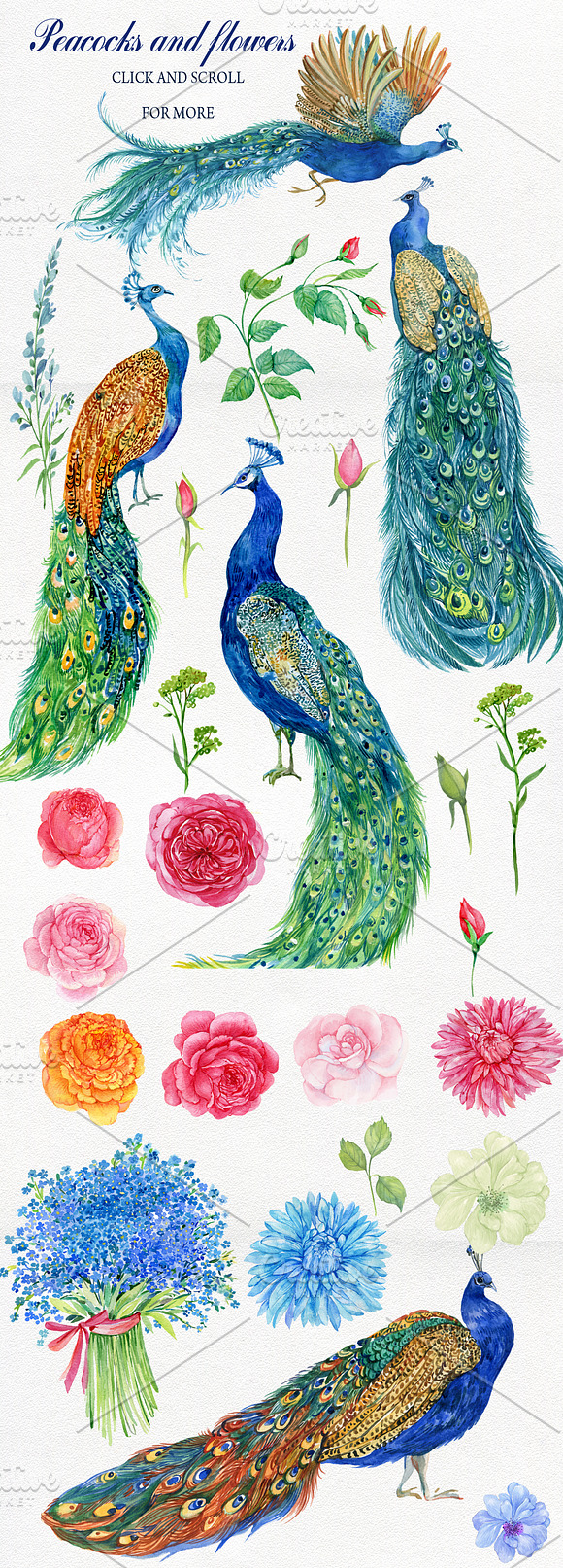 Peacocks and flowers/watercolor in Illustrations - product preview 1