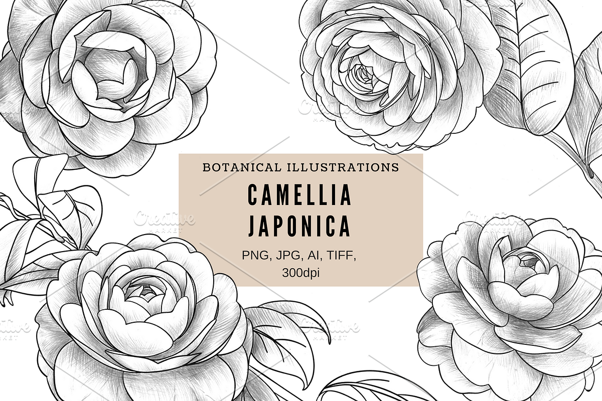 Camellia japonica  in Objects - product preview 8
