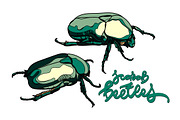 Scarab beetles vector collection