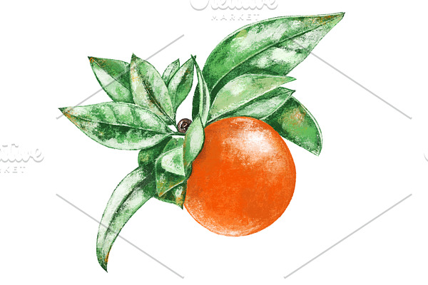 Hand drawn orange.