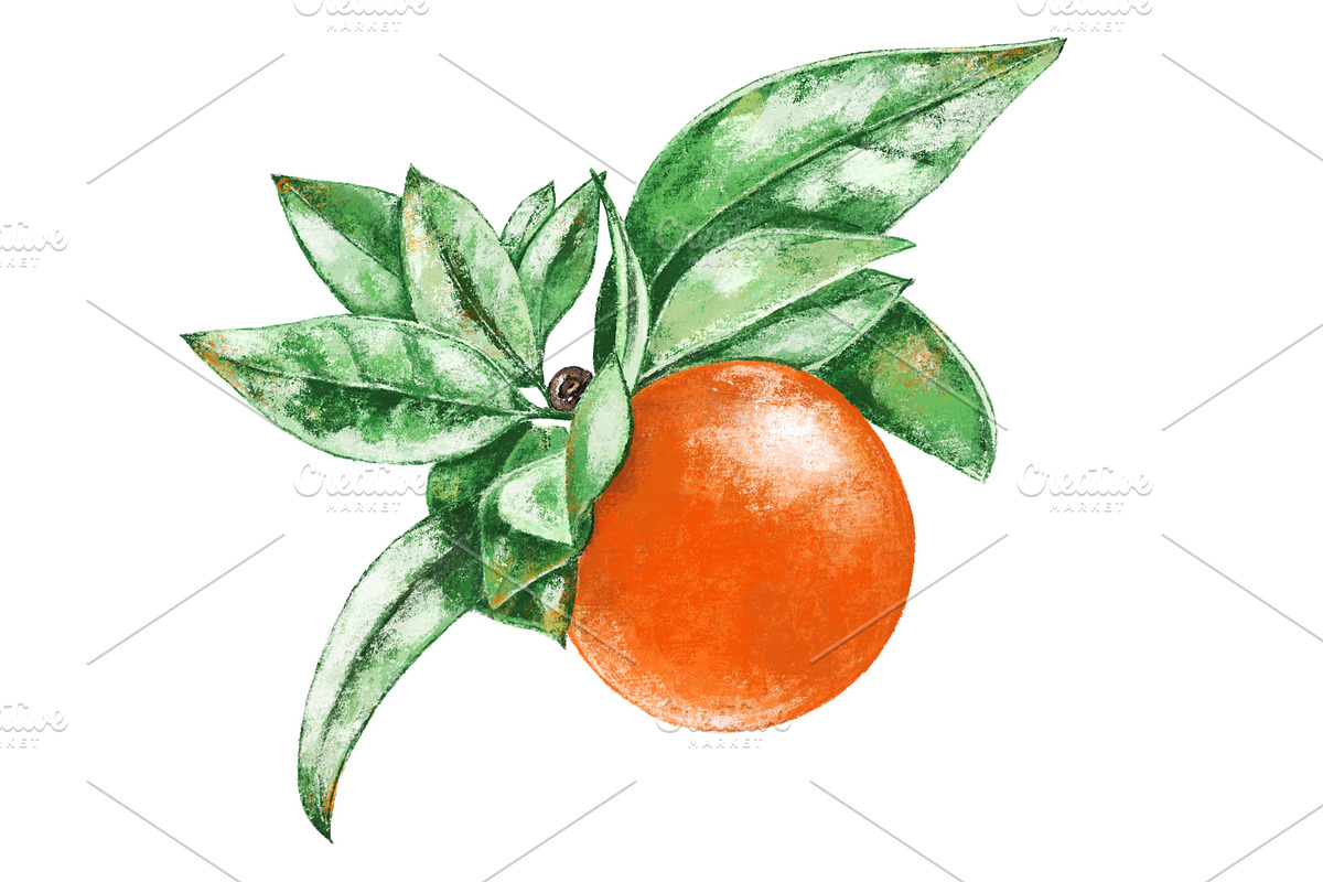 Hand drawn orange. in Objects - product preview 8