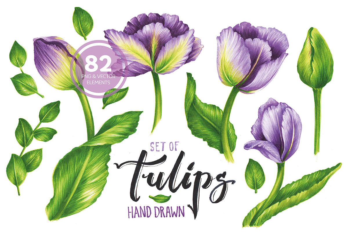 Vector Set Of Violet Tulips in Illustrations - product preview 8