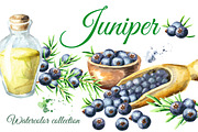 Juniper. Watercolor collection